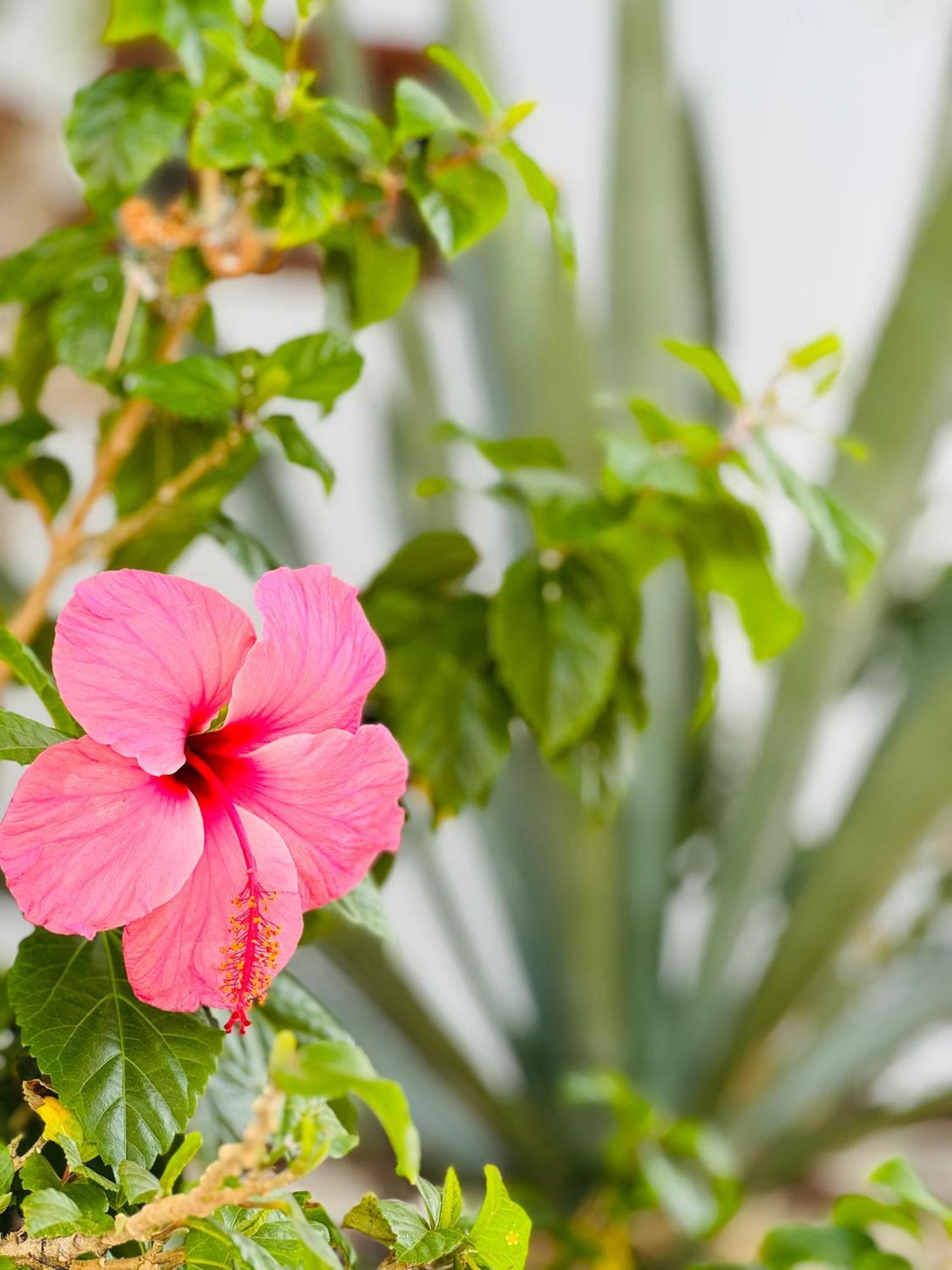 Garden City Private Apartment Costa Adeje Playa Feñabe エクステリア 写真