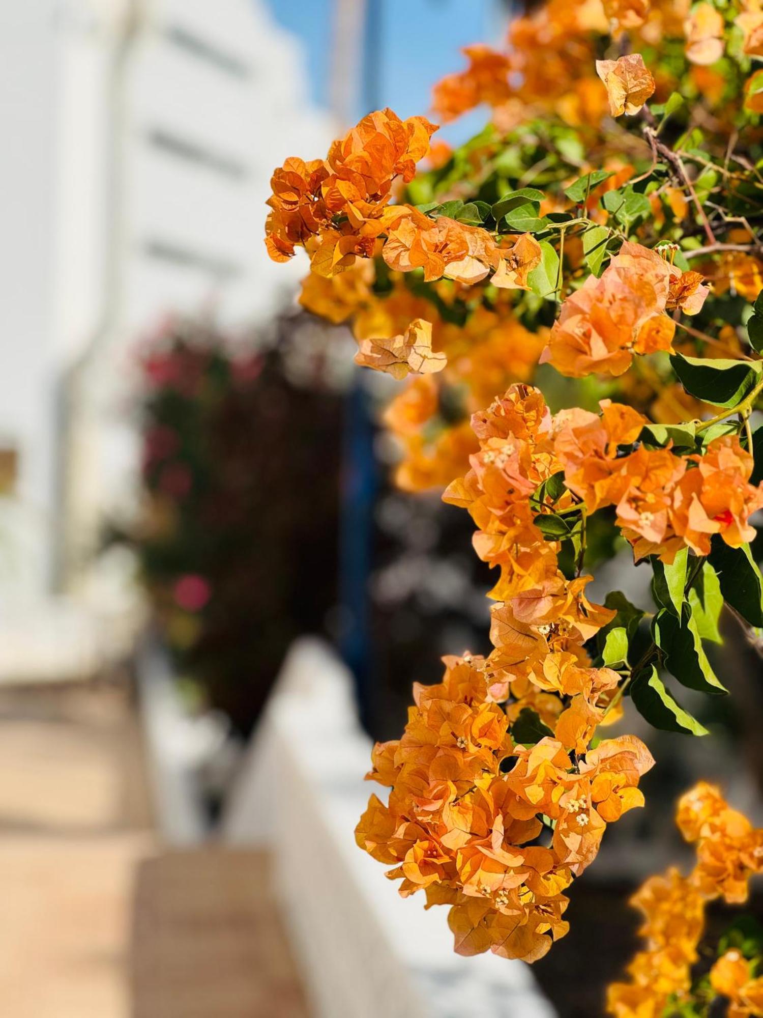 Garden City Private Apartment Costa Adeje Playa Feñabe エクステリア 写真