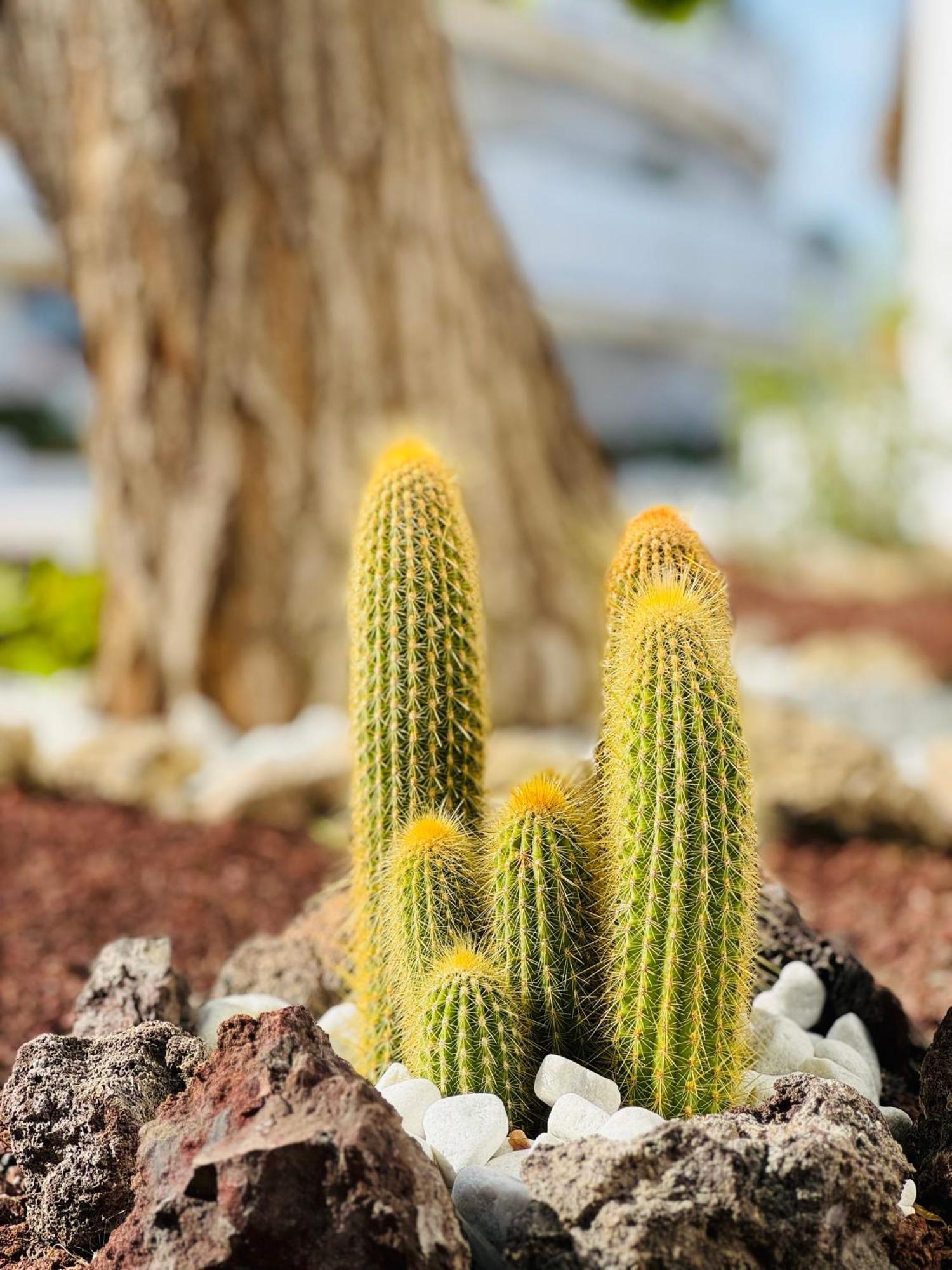 Garden City Private Apartment Costa Adeje Playa Feñabe エクステリア 写真