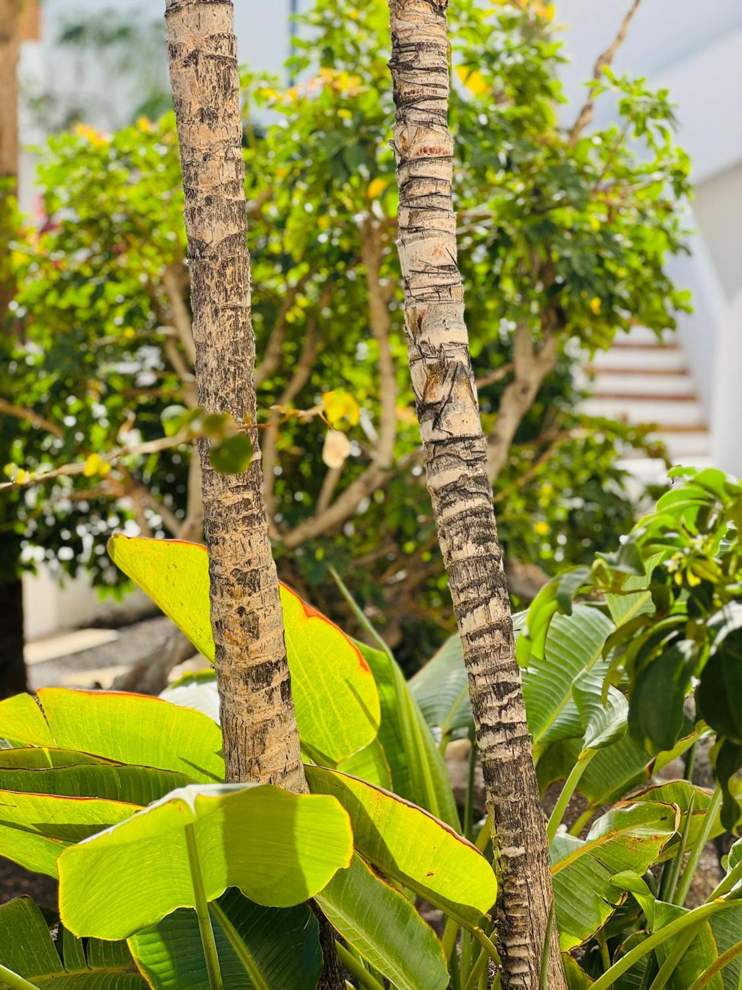 Garden City Private Apartment Costa Adeje Playa Feñabe エクステリア 写真