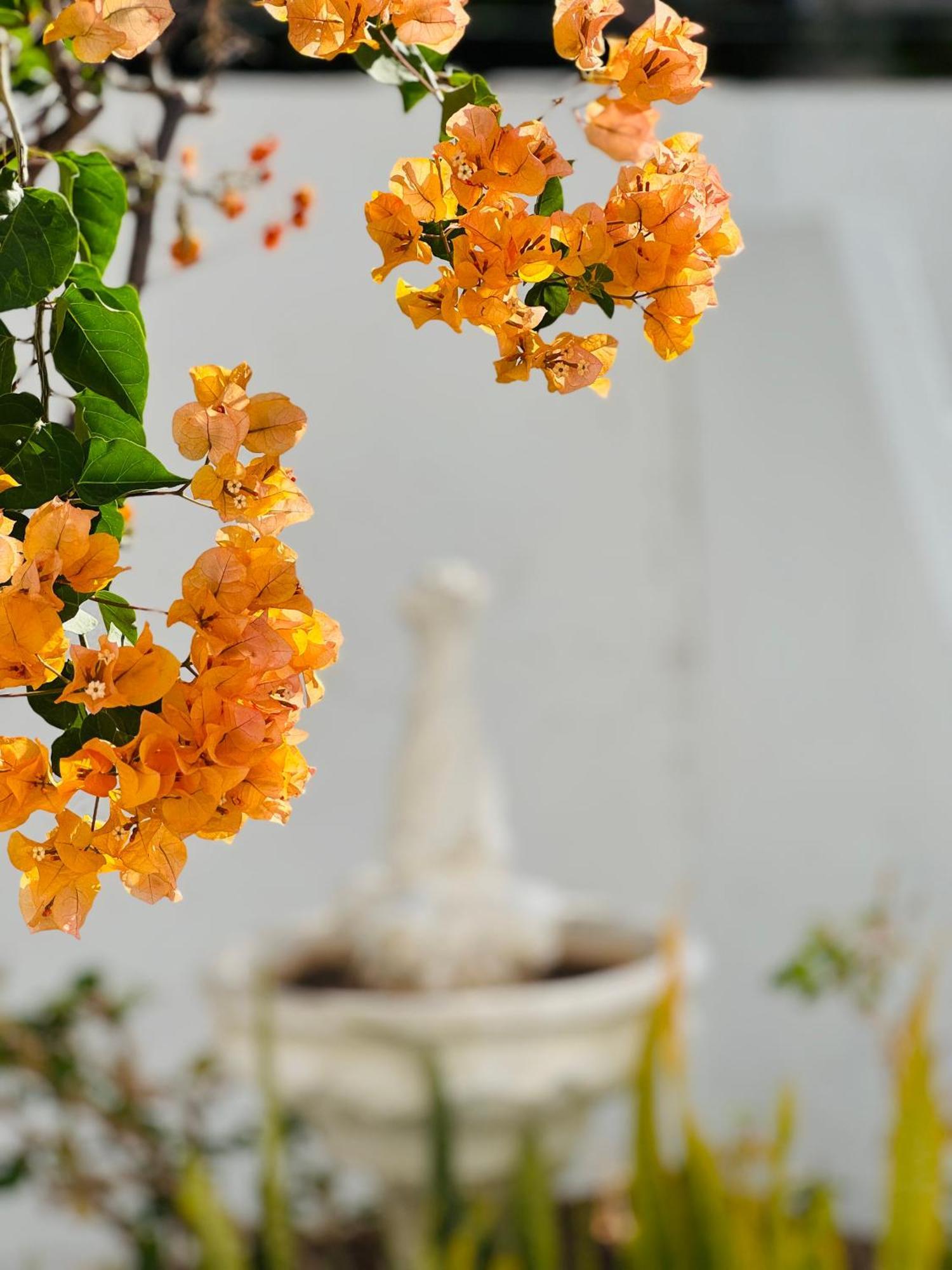Garden City Private Apartment Costa Adeje Playa Feñabe エクステリア 写真