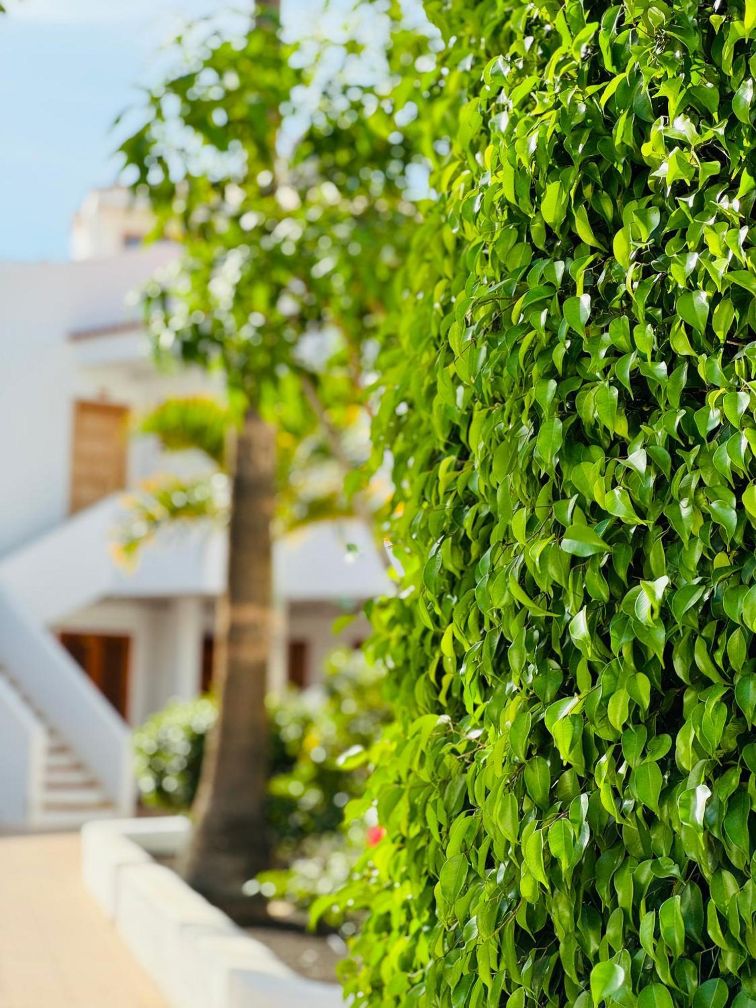 Garden City Private Apartment Costa Adeje Playa Feñabe エクステリア 写真
